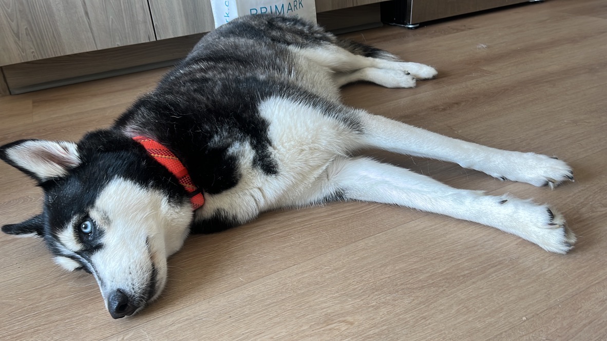 Whiskey the Siberian husky lying flat on his side on a wood floor, one blue eye open at the camera