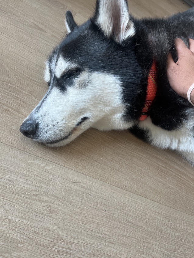 Close-up of Whiskey asleep, a hand resting on his neck