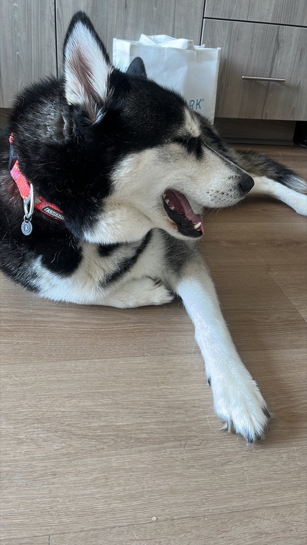 Whiskey mid-yawn in profile, one paw stretched forward